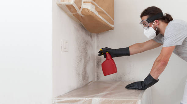 Professional Basement Mold Removal technician working in Church View, VA