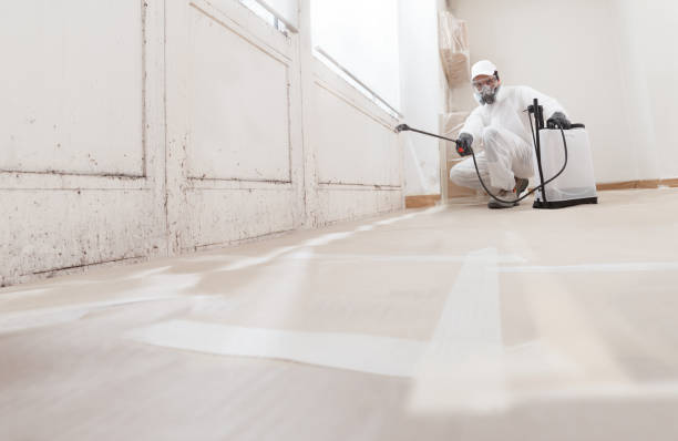 24/7 Emergency Basement Mold Removal experts in Church View, VA