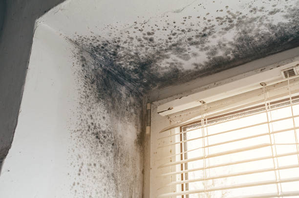 Affordable Basement Mold Removal solutions in Church View, VA