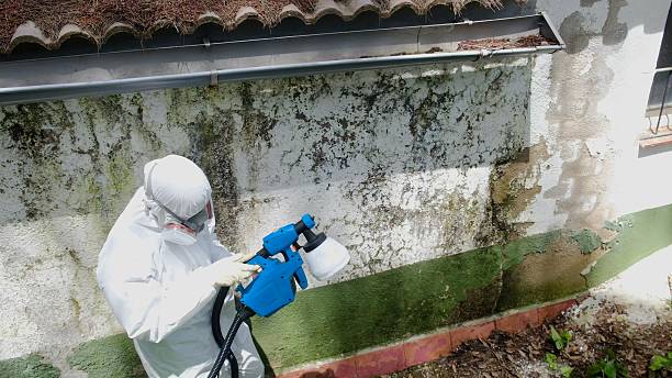 Top rated local Basement Mold Removal specialists in Church View, VA